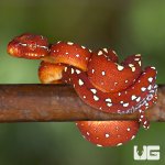ug_new_baby_biak_green_tree_python_3.jpg