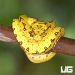 ug_new_baby_biak_green_tree_python_1.jpg