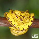 ug_new_baby_biak_green_tree_python_2.jpg