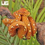 ug_Yearling_Orange_Biak_Green_Tree_Python_2.jpg