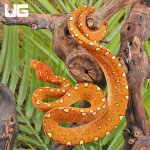 ug_Yearling_Orange_Biak_Green_Tree_Python_1.jpg