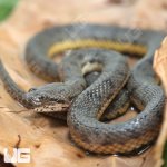 ug_Baby_Dog_Faced_Water_Snake_2.jpg
