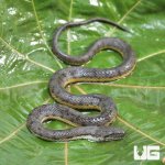 ug_Baby_Dog_Faced_Water_Snake_3.jpg