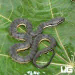 ug_Baby_Dog_Faced_Water_Snake_4.jpg