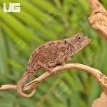 ug_Ebenaus_Leaf_Chameleon_4.jpg