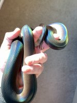 IMG_6724.jpeg