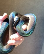 IMG_6723.jpeg