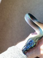 IMG_6722.jpeg