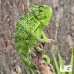 ug_Veiled_Chameleon_(6-8″)_3.jpg