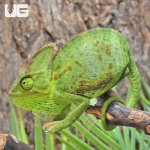 ug_Veiled_Chameleon_(6-8″)_2.jpg