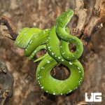 ug_aru_green_tree_python_3.jpg