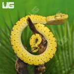 ug_yearling_biak_green_tree_python_4.jpg