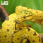 ug_yearling_biak_green_tree_python_1.jpg