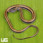 ug_Indonesian_Garter_Snake_4.jpg