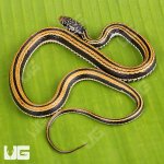 ug_Indonesian_Garter_Snake_2.jpg