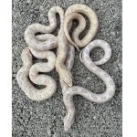 IMG_1110.jpeg