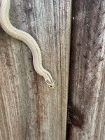 IMG_2657.jpeg