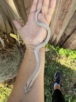 IMG_2658.jpeg