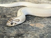 IMG_1881.jpeg