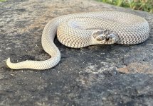 IMG_1884.jpeg