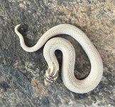 IMG_1882.jpeg