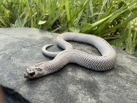 IMG_1615.jpeg