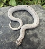 IMG_1616.jpeg