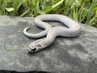 IMG_1611.jpeg