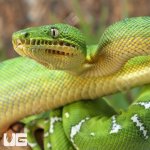 ug_Juvenile_Emerald_Tree_Boa_5.jpg