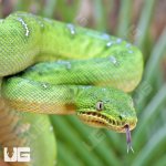 ug_Juvenile_Emerald_Tree_Boa_4.jpg