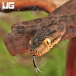 ug_baby_amazon_tree_boa_4.jpg