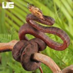 ug_baby_amazon_tree_boa_3.jpg