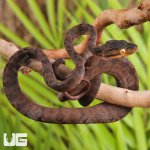 ug_baby_amazon_tree_boa_2.jpg