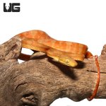 ug_baby_colored_amazon_tree_boa_1_.jpg
