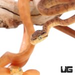 ug_baby_colored_amazon_tree_boa_3.jpg