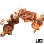 ug_baby_colored_amazon_tree_boa_2.jpg