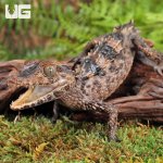 ug_Baby_Smooth_Front_Caiman_5.jpg