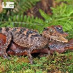 ug_Baby_Smooth_Front_Caiman_4.jpg