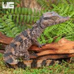 ug_Baby_Smooth_Front_Caiman_3.jpg
