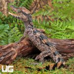 ug_Baby_Smooth_Front_Caiman_1.jpg
