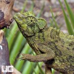 ug_jacksons_chameleon_5.jpg
