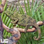 ug_jacksons_chameleon_3.jpg