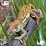 ug_Dwarf_Fishers__Chameleon_1.jpg