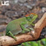 ug_Dwarf_Fishers_Chameleon_5.jpg
