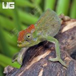 ug_Dwarf_Fishers_Chameleon_4.jpg