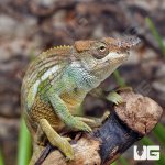ug_Dwarf_Fishers__Chameleon_3.jpg