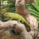 ug_Senegal_Chameleon_4.jpg