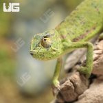 ug_Senegal_Chameleon_3.jpg