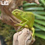 ug_Senegal_Chameleon_2.jpg