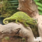 ug_Senegal_Chameleon_1.jpg